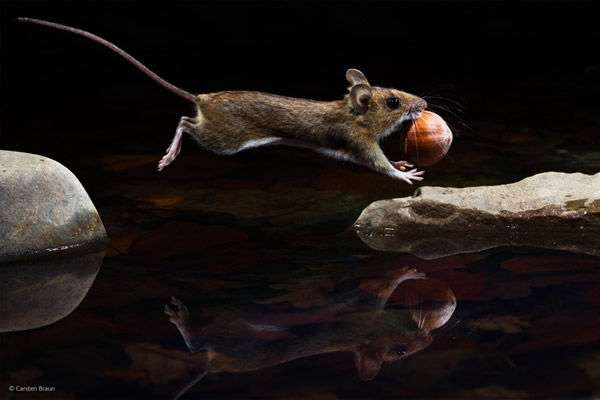 'Yellow-Necked Mouse' by Carsten Braun